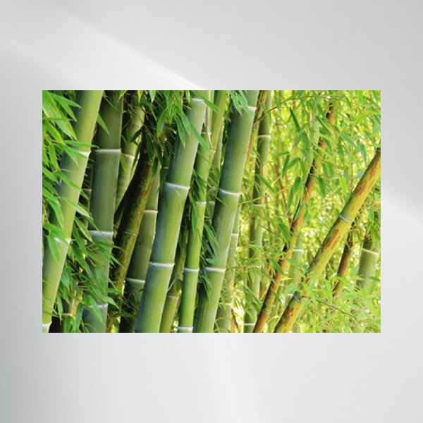 Bamboo