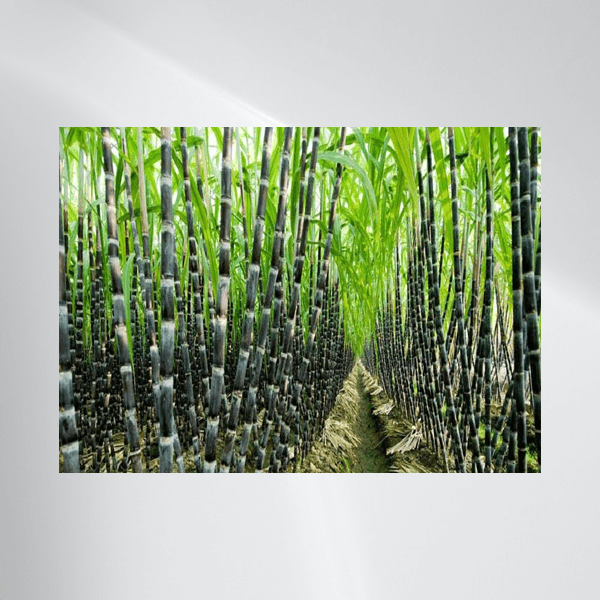 Ζαχαροκάλαμο